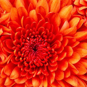 Meet your Posher, Estefany